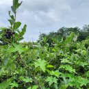 율리2농장 이미지