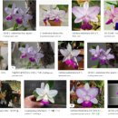 석일농장 이미지