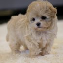 강아지분양 퍼피베이비 이미지