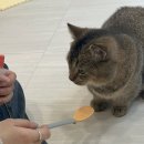 놀면묘하냥