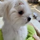 야옹아멍멍해봐 용인보정점 | [용인보정점]강아지•고양이 프리미엄 아울렛 ‘야옹아 멍멍해봐’ 강아지용품 천국_티아라펫 루비...