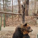 에버랜드 할인 카드 종결! 주말 사파리 후기 산리오 시나모롤 굿즈