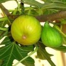 무화과나무 이미지