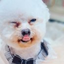 헬로몽 이미지