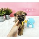 영일사슴 이미지