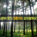 나무와향기