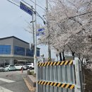 영신유원지 | 문경 카페] 벚꽃여행 벚꽃뷰 브런치 맛집 카페라밀｜블루리본 대형카페&amp;영신숲 유원지 공원 방문 후기