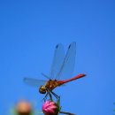 고추잠자리 이미지