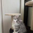 달고나 - 당진시 | 안산 노르웨이숲 고양이 분양 후기 묘연이닿다 달고나에서
