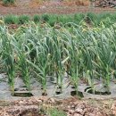 덕일농장 이미지