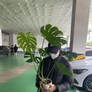 백현고가교 이미지