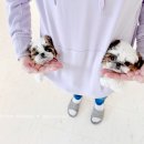 모델독켄넬 이미지