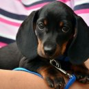 보광동물병원 이미지