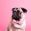 도그유토피아 이미지