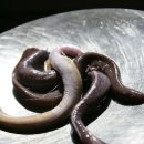 [알쏭달쏭 바다세상] ⑧ 뱀·갯·붕·먹장어 "비슷해도 강한 개성" 이미지