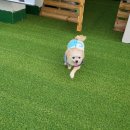 벨라몽 애견호텔 이미지