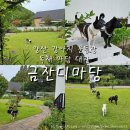 싱싱 파릇파릇 | 양산 애견운동장 금잔디마당 대관 2시간 단독 이용 후기
