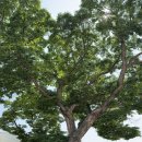 취락한방능이백숙 이미지