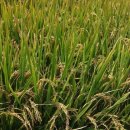 만세보령농협쌀조합공동사업법인 이미지