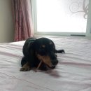 댕이의하루 이미지