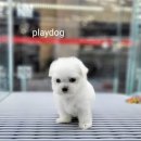 플레이독 네이버블로그