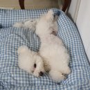 보양애원 | 닥터바이 전복 북어죽 급여 후기(●'◡'●)