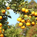 영숙농장 이미지