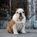 명품켄넬 이미지