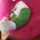 신길S동물의료센터 이미지