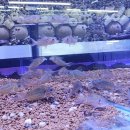 코리아카 이미지