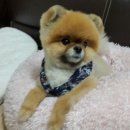 블링펫 | 거제 애견미용샾 블링블링펫 후기