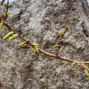 숲속 짱구네 이미지