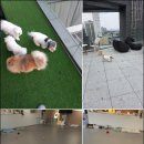 두리몽실 | 서울강아지호텔, 우리 아이 인생 호텔 찾았다! '두리몽실 강아지유치원 & 호텔'
