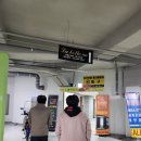 노랑비어