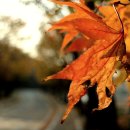 낙엽과 바람 - 뉴에이지 피아니스트 Richard Abel 이미지