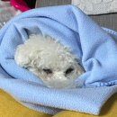 마곡M동물의료센터 이미지