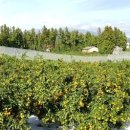 삼우농원 이미지