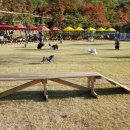 동백 숲속애견랜드 이미지