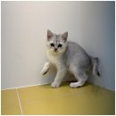 강아지와 고양이 | 대구도그마루에서의 특별한 만남, 강아지와 고양이 입양 후기