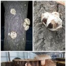 박국환농장 Daum카페