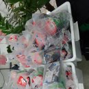 에클레시아 Ecclesia 이미지