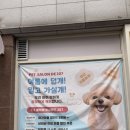 살롱드 207 | 네일받으면서 강아지 미용까지? 상무지구 네일샵- 살롱드207 ❤️