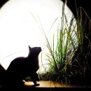 달과고양이 이미지