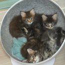 고양이가정분양 자체브리딩 니팅캣 | 김해메인쿤분양 메인쿤 10년 키워본 집사가 알려주는 솔직한 후기