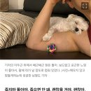 &#39;10살 똘이&#39;의 장례식…태어나 가장 많이 울었다[남기자의 체헐리즘] 이미지