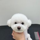 올펫살롱 이미지