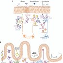 Re: 신경-면역 세포 단위 : 생리학의 새로운 패러다임!! 2019 annual review 영향력지수 33점!! 이미지