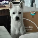 바닐라브릭 | 서울근교 남양주 애견카페 중형견 진도믹스 바닐라브릭 솔직후기