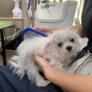 멍냥펫쌀롱 이미지