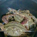 CU청포대셀링점 | 태안 청포대 해루질 성공 후기! 골뱅이, 박하지, 소라 나왔다 (태안 기준 금어기 표 정보 공유)